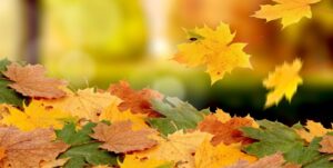 Что заказывали с Таобао/1688 осенью 2019 года