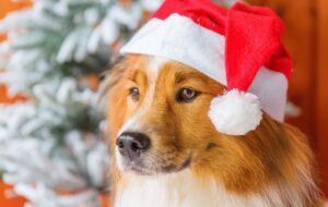 Китайский Новый год 2018